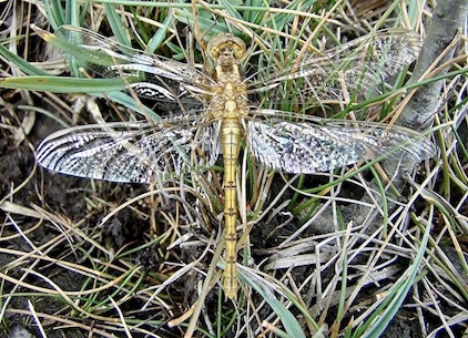 keeled skimmer